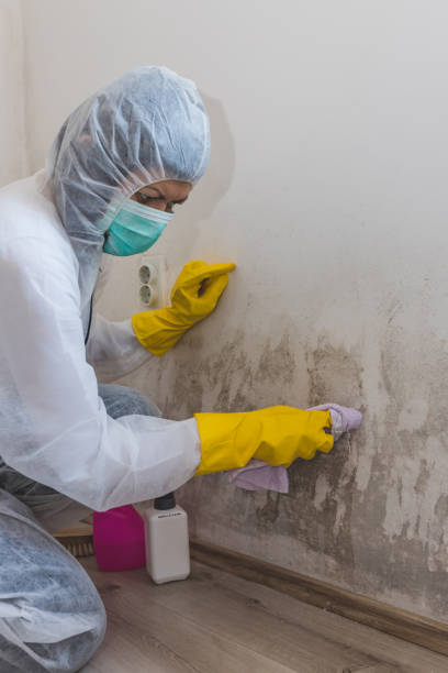 Best Commercial Mold Inspection  in Georgetown, CO