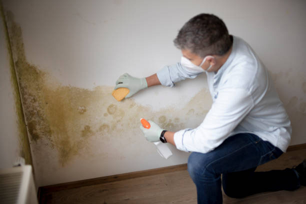 Best Biohazard Mold Removal  in Georgetown, CO