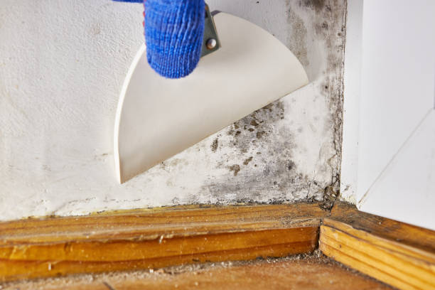 Professional Mold Removal in Georgetown, CO
